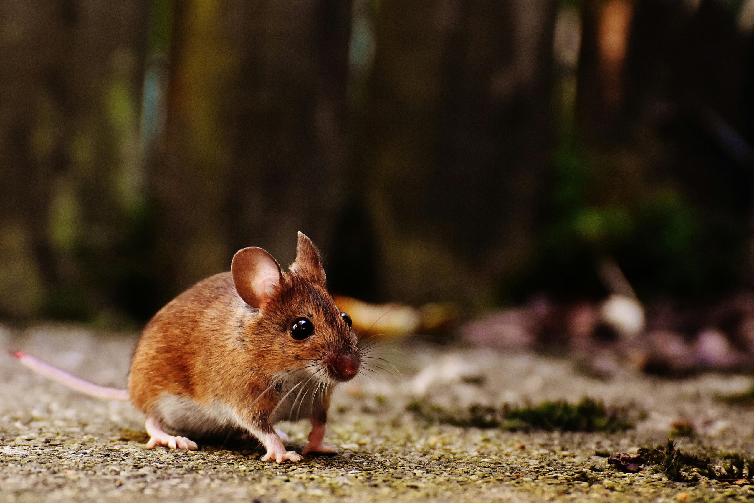 Rat Exterminator Coquitlam: EffectiveSolutions for Pest Control